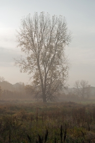 green-lake-foggy-treedsc_0004